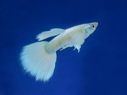 Platinum Snow White Guppies Breeding Pair (HIGH GRADE)