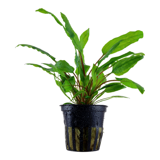 Assorted Crypts (Cryptocoryne Wendtii)