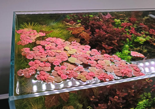 Red Root Floaters (Small)