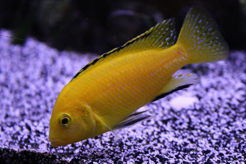 Electric Yellow Cichlid