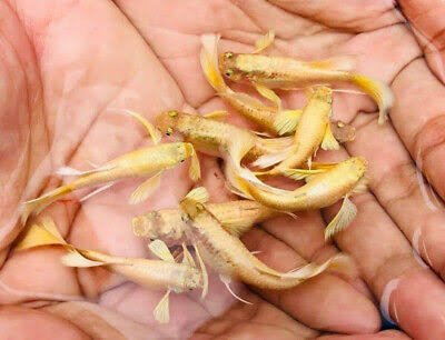 24k Full Gold Guppies (High Grade Breeding Quality)