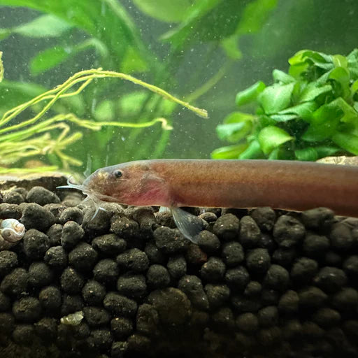 Black Kuhli Loach