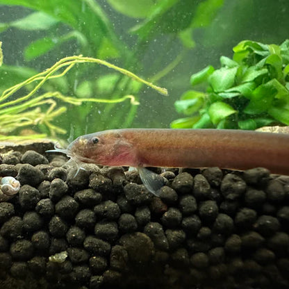 Black Kuhli Loach
