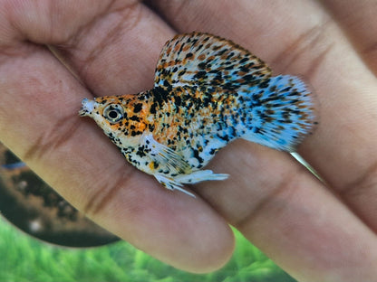 Assorted Balloon Molly 3.5cm