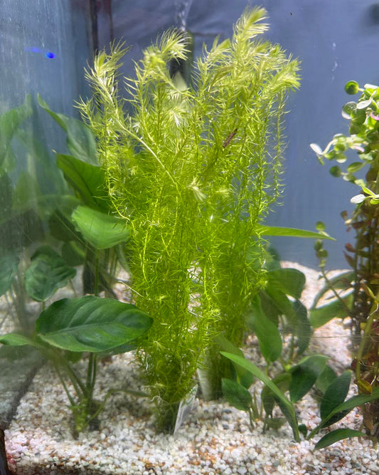 Filigree Milfoil