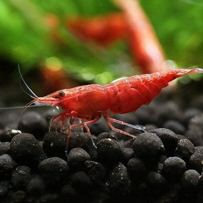 Red Cherry Shrimp (High - Medium Grades)