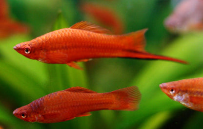 4.5cm Red Swordtail (Ungendered)