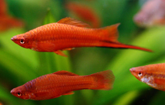 4.5cm Red Swordtail (Ungendered)