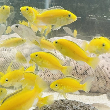 Electric Yellow Cichlid