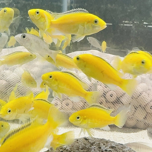 Electric Yellow Cichlid