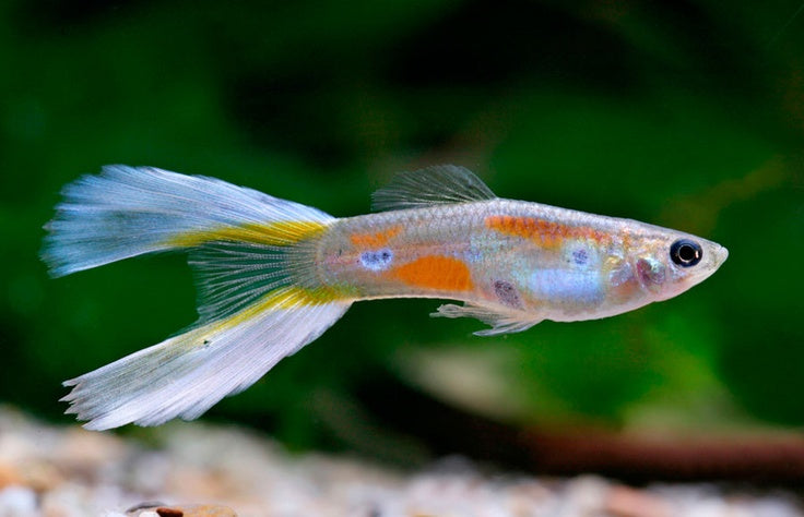 3cm Assorted Male Lyretail Guppy