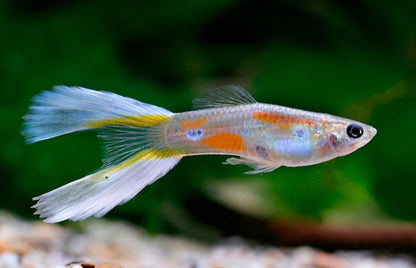 3cm Assorted Male Lyretail Guppy