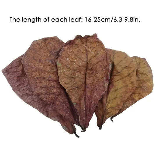Indian Almond Leaves
