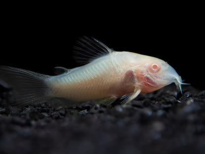 Albino Corydoras Catfish