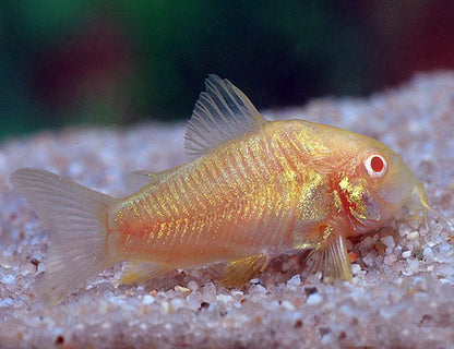 Albino Corydoras Catfish