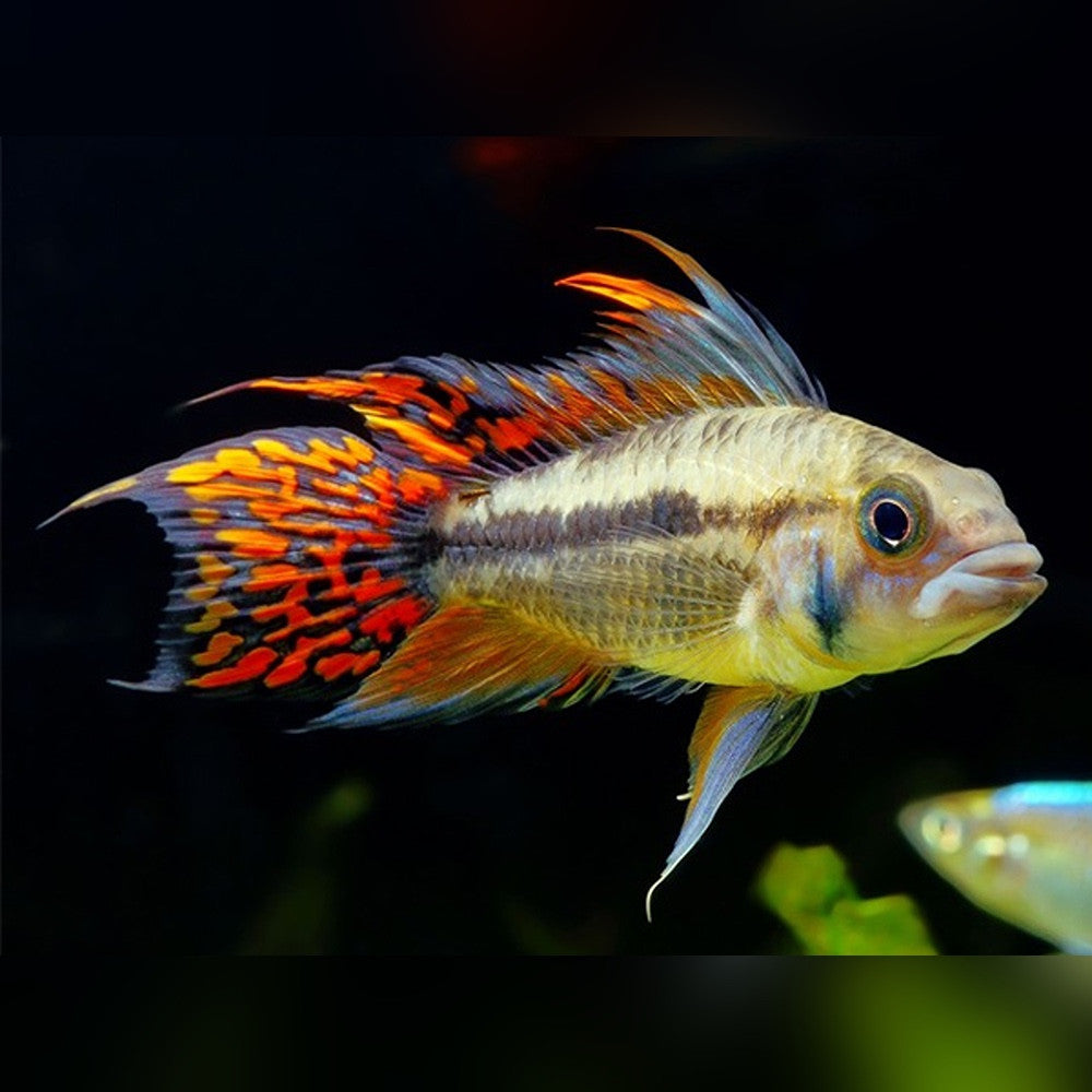 Double Red Apistogramma Agassizii Cichlid 5cm