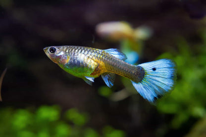Assorted Fancy Guppies