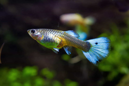 Assorted Fancy Guppies