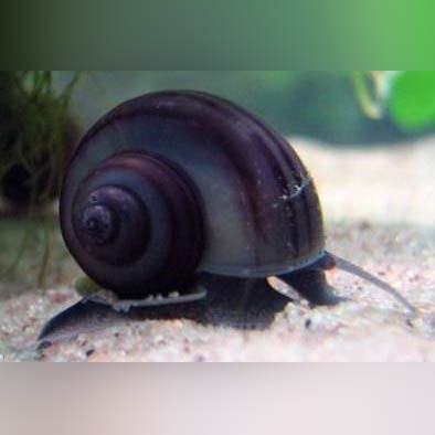 Assorted JUMBO Mystery Snail