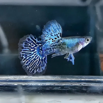 Blue Dragon Dumbo Guppy (Rare/Developed Strain) ** Avalible To Preorder**