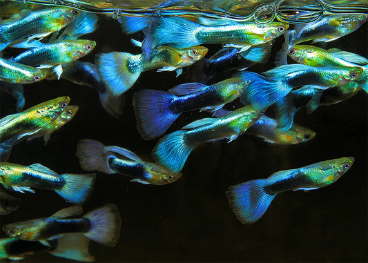 3cm Male Blue Neon Guppy