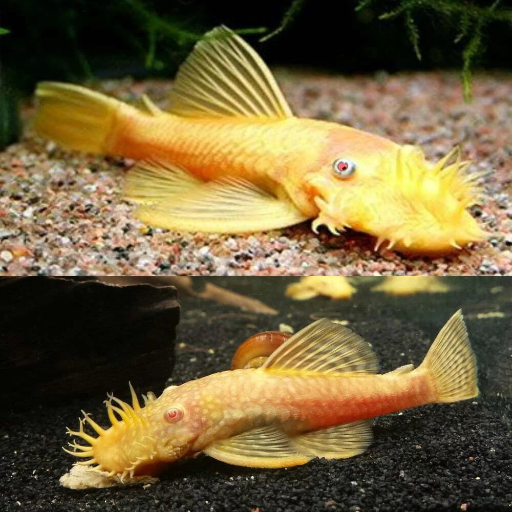 Albino Bristle-Nosed Catfish