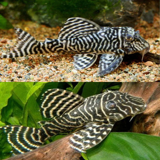 White King Tiger Pleco (L333)
