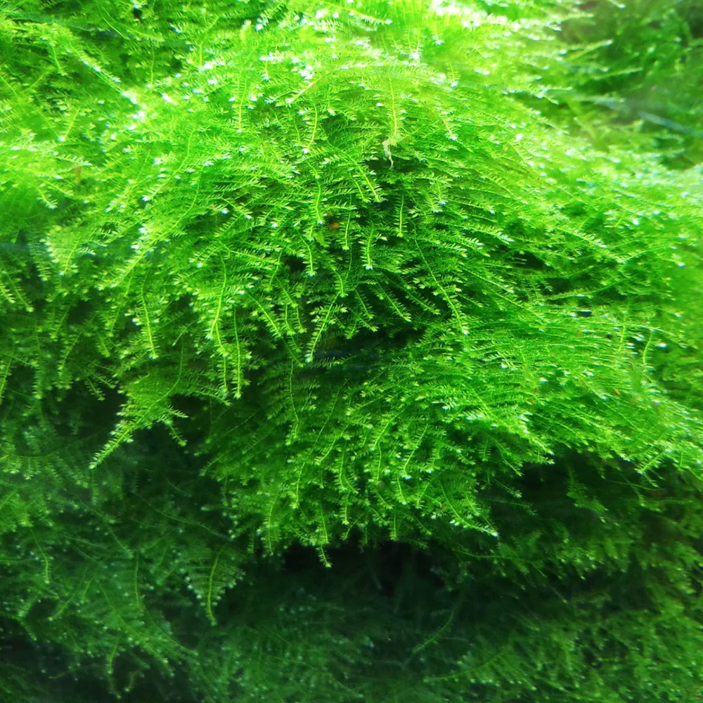 Mini Christmas Moss Large PlantPod