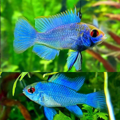 Neon Electric Blue Ram Cichlid (Ungendered)