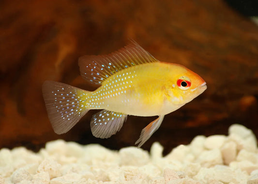 Gold Ram Cichlid (Ungendered)
