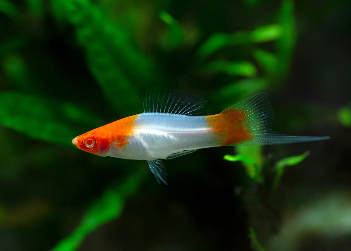 4.5cm Kohaku Swordtail (Ungendered)
