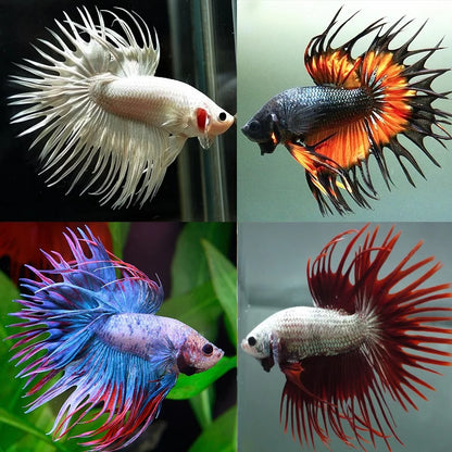 Male Crowntail Betta