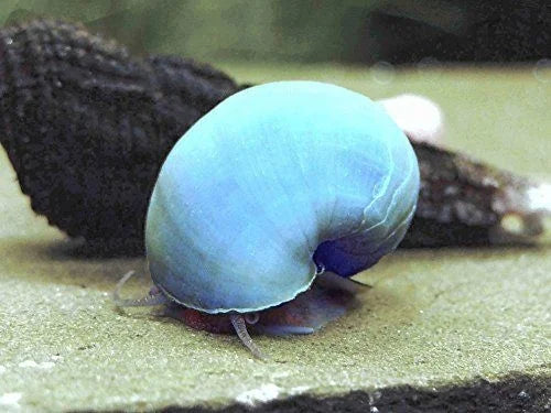 Rare Blue Mystery Snail (HIGH GRADE)