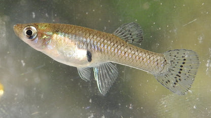 Feeder Fish (Healthy)