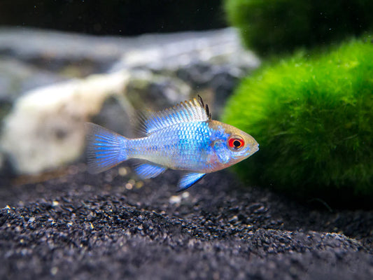 Neon Electric Blue Ram Cichlid (Ungendered)