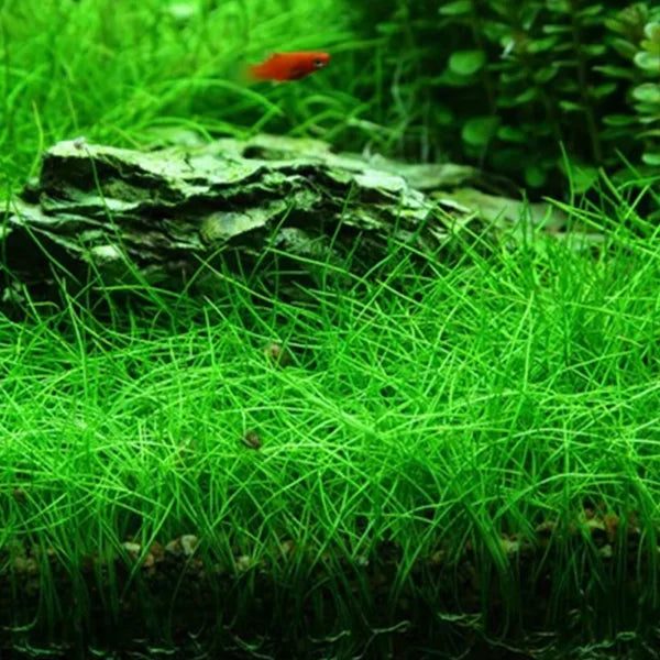 Mini Hairgrass Tissue Culture