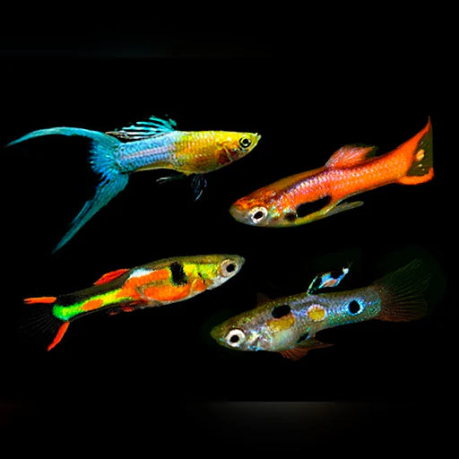 Assorted Male Endler