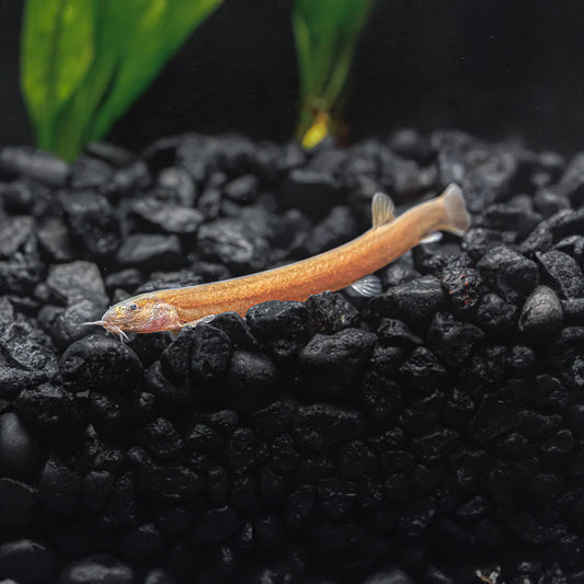 Black Kuhli Loach