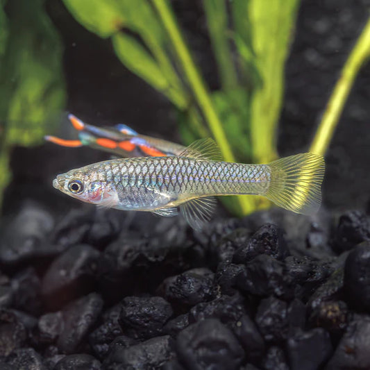 Assorted Female Endler
