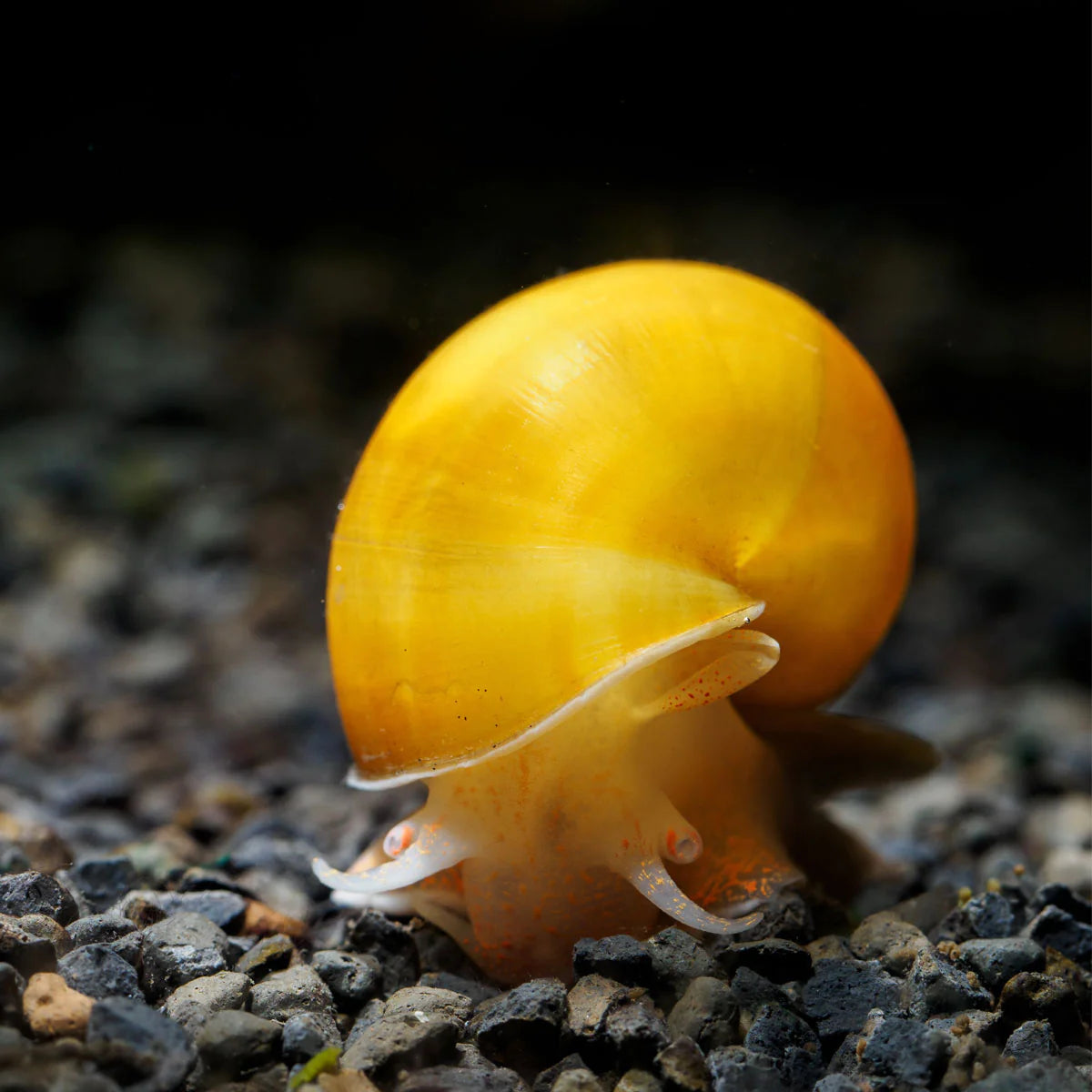 Yellow Mystery Snail