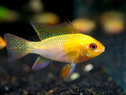 Gold Ram Cichlid (Ungendered)