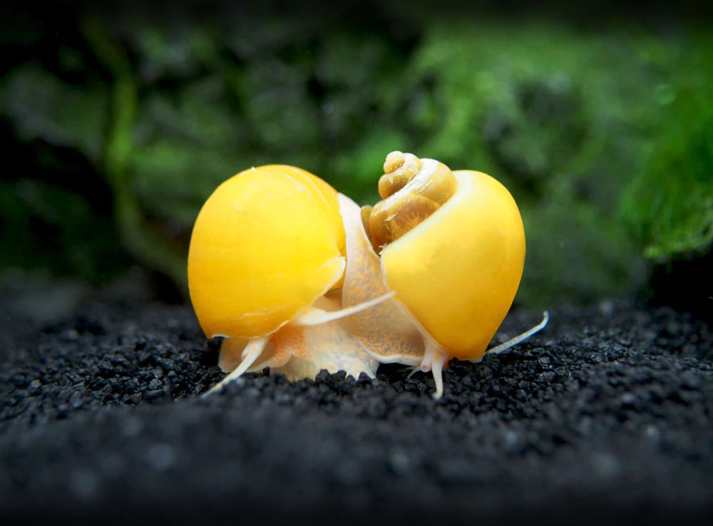 Yellow Mystery Snail