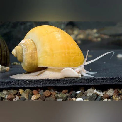Assorted JUMBO Mystery Snail