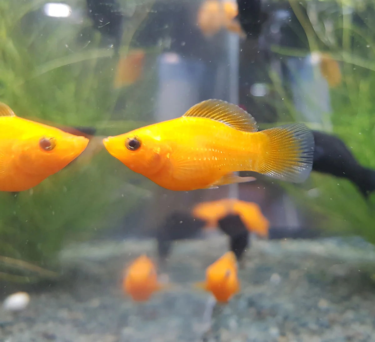 Assorted Balloon Molly 3.5cm