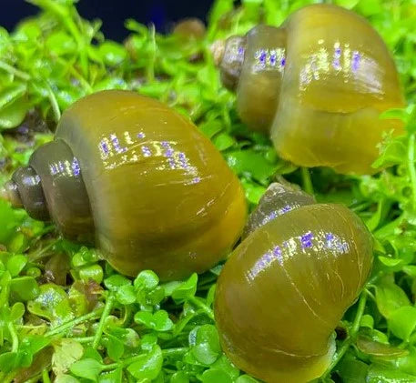 Green Mystery Snail