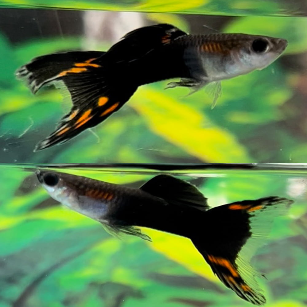 3cm Assorted Male Lyretail Guppy