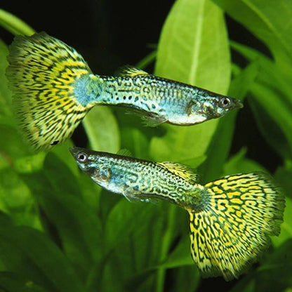 3.5cm Male Assorted Cobra Guppy