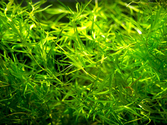 Guppy Grass