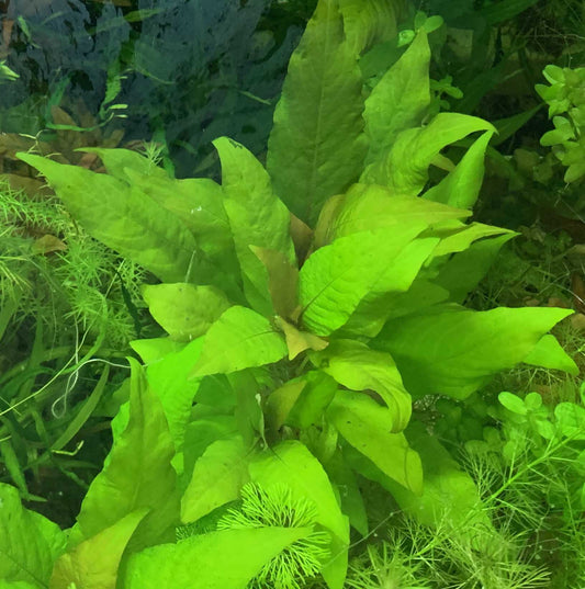 Temple Plant (Blue Stricta - Hygrophila Corymbosa)