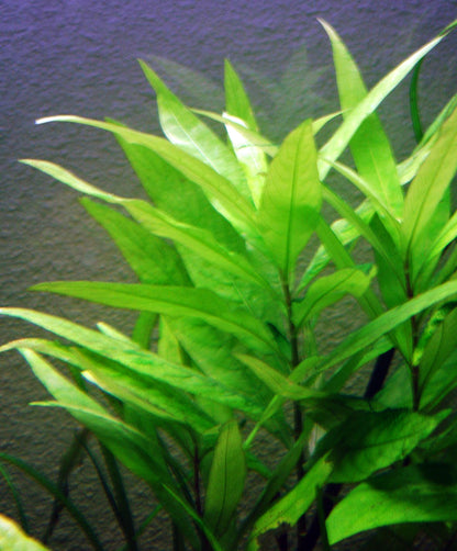 Temple Plant (Blue Stricta - Hygrophila Corymbosa)